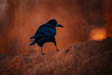 the rook is looking for food on a warm spring evening