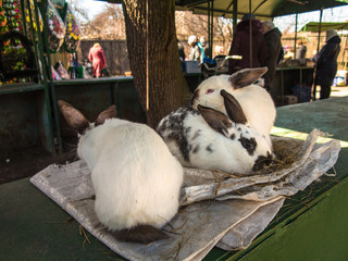 Hares for sale at the 'bunny corner' of Chernihiv central marketplace