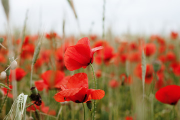 Fototapeta premium Poppy Field
