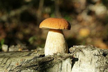 Boletus mushroom in the autumn forest