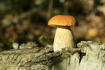 Boletus mushroom in the autumn forest