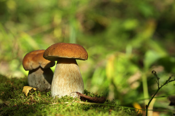 Boletus mushrooms grow in the summer forest