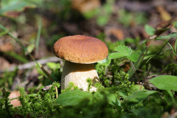 boletus mushroom in the forest close up