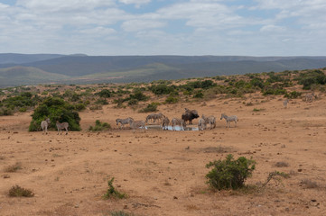 Fototapeta na wymiar Herd of wild zebras and buffalo on waterhole