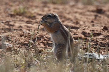 Kap-Borstenhörnchen (xerus inauris) in der Kalahari in Namibia