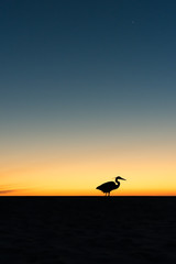 Fototapeta na wymiar Heron Silhouette at Sunset