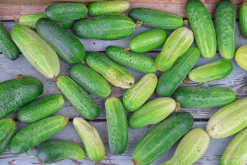 Harvest of green fresh cucumbers on table in summer