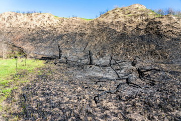 The thicket which is burned out by fire. The charred trunks of trees on the dead black earth.