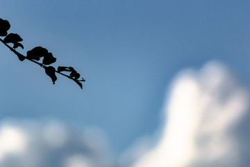 Nature's loneliness