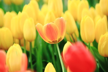 Close up yellow and orange tulip in the field.Selective focus,for the background.