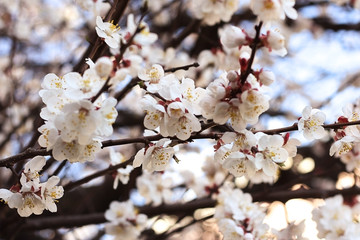 Branches with white apricot flowers with a beautiful nature background.