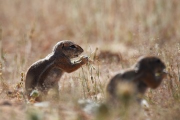Kap-Borstenhörnchen (xerus inauris) in der Kalahari in Namibia