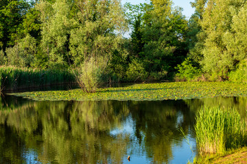Naturalistic oasis with aquatic plants