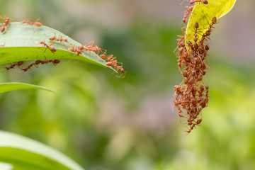 Ant action standing.Ant bridge unity team,Concept team work together