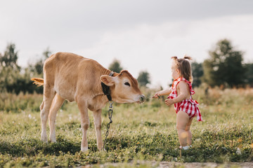 The little girl feeds the cow with flowers.