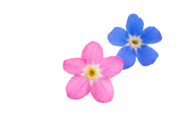forget-me-not flower isolated