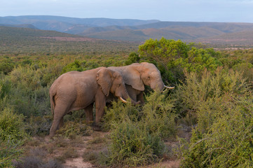 Two African elephants in the wild with picturesque landscape on the background