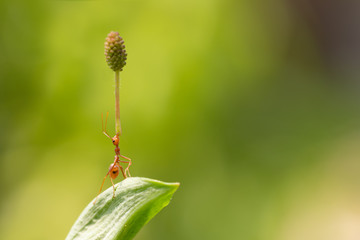 Ant action standing.Ant carry flower or food,Concept team work together
