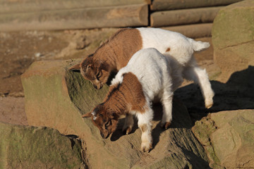 Ziegen-Nachwuchs
