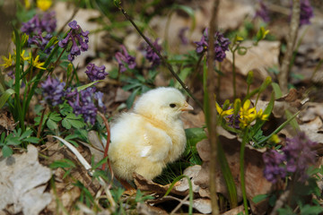 chick in the forest