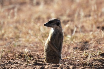 Naklejka na ściany i meble wachsame Erdmännchen (suricata suricatta) in der Kalahari in Namibia
