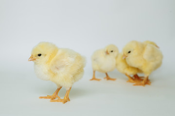 yellow chickens on white background