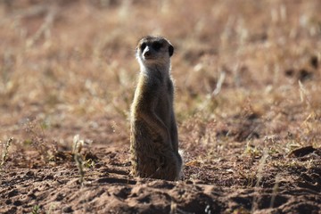 wachsames Erdmännchen (suricata suricatta) in der Kalahari in Namibia