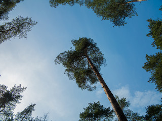 Pine tops at the blue sky viewed from under