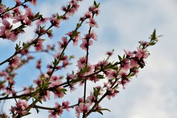 flowers of tree in spring