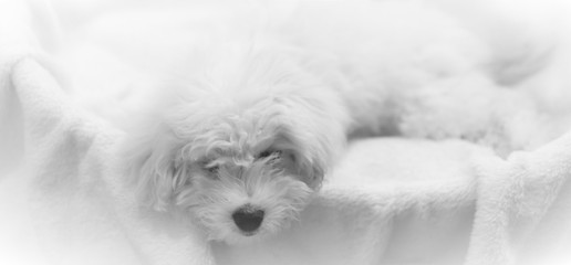 white dog maltese on white background