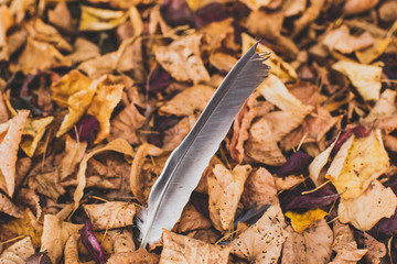 A lost feather between the brown and yellow leaves of a tree.