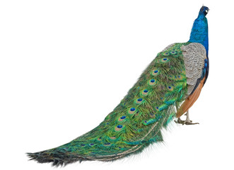the Beautiful Peacock