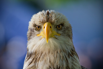 Adler Greifvogel Gesicht