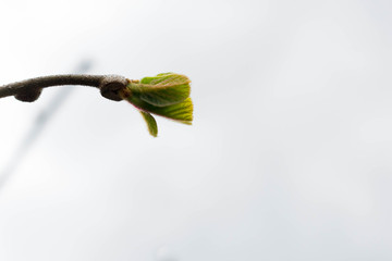 Branch of a blossoming tree with white background