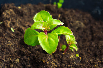 plant sprouting from the ground