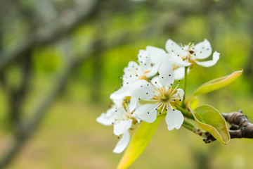 white flowers on a branch with lots of light