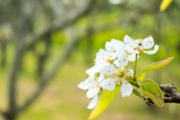 white flowers on a branch with lots of light