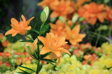 Close up lily orange color flower in garden. 