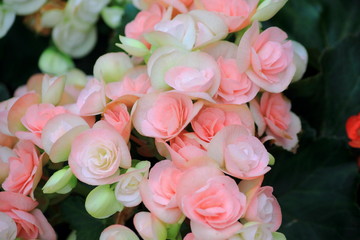 Pink and white rieger begonia in the garden,Thailand.Close up begonia flower.