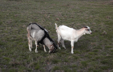 Goats graze in the meadow