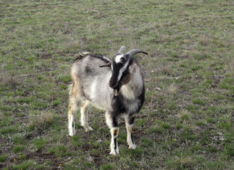 Obraz premium Goats graze in the meadow