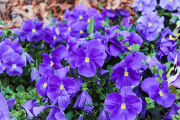 Purple Flowers