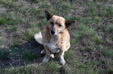 Dog mongrel sitting on the ground
