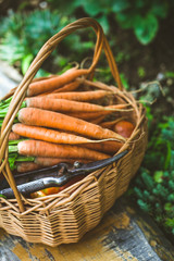 Fresh carrots in basket