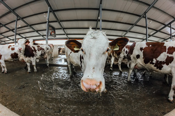 Muzzle of the cow of the Montbeliard breed.