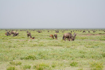 Naklejka na ściany i meble Landscape in Ngorongoro national park