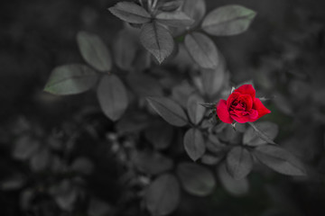 Red Rose Selective Color