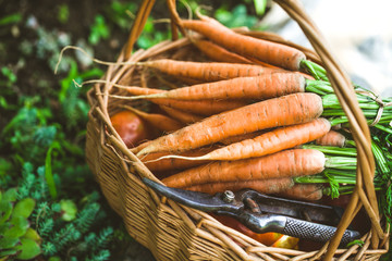 Fresh carrots in basket