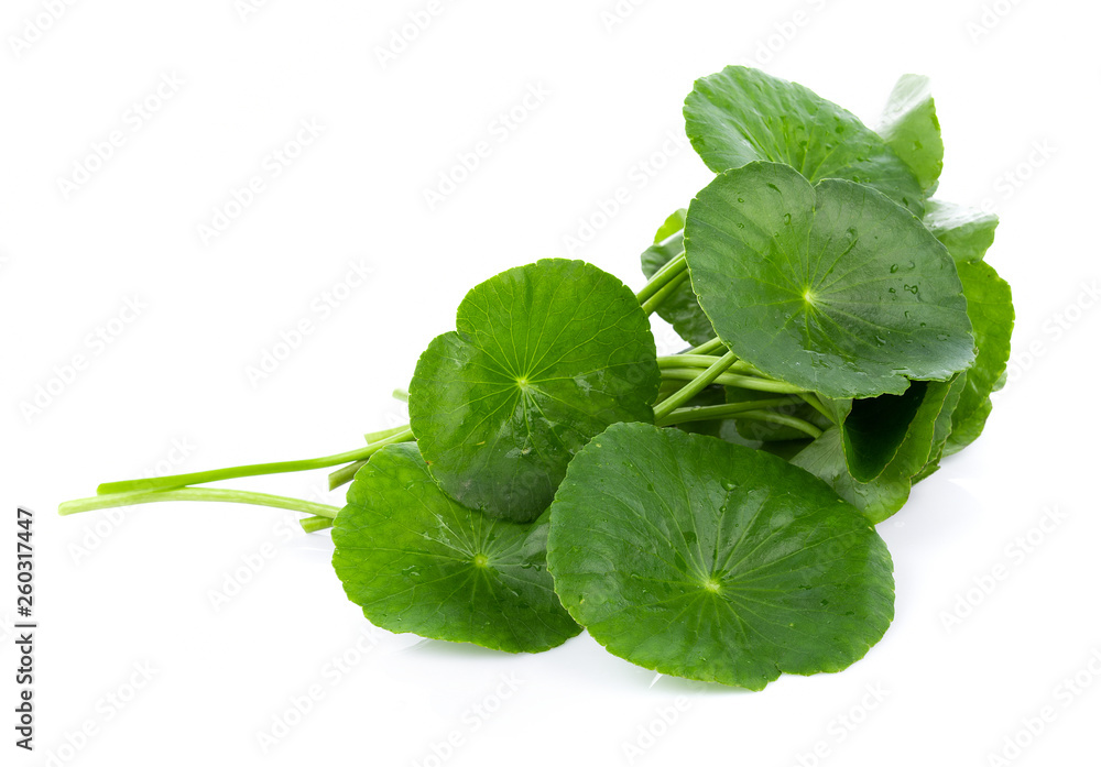 Wall mural closeup leaf of gotu kola, asiatic pennywort, asiatic leaf isolated on white background