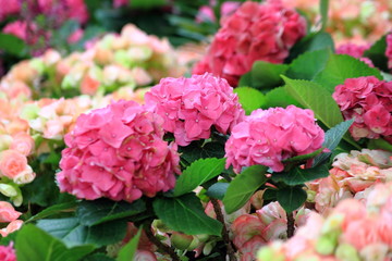 Hydrangea flowers are produced from early spring to late autumn,Close up pink Hydrangea flowers.